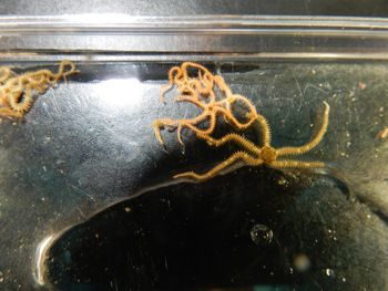 Media type: image;   Invertebrate Zoology 139335